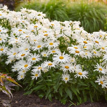 Leucanthemum x superbum Amazing Daisies® 'Spun Silk'