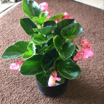 Begonia semperflorens 'Green Leaf Red' 