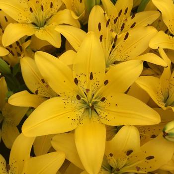 Lilium 'Matrix Golden®'