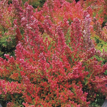 Calluna vulgaris 'Darkness' 