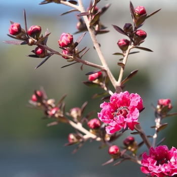 Leptospermum scoparium