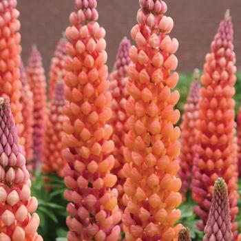 Lupinus polyphyllus 'Salmon Star' 