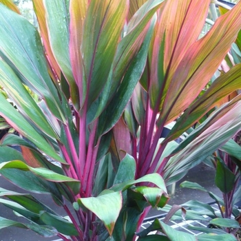 Cordyline fruticosa 'Jackie' 