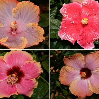 Hibiscus rosa-sinensis 'C'est Bon Cajun' 