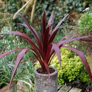 Cordyline 'Albatross' PP23715