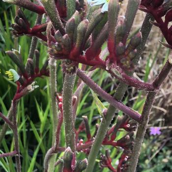 Anigozanthos 'Ruby Velvet' 