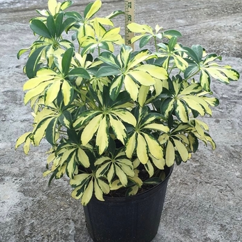 Schefflera arboricola 'Trinette' 