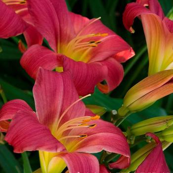 Hemerocallis 'Little Business' 