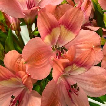 Alstroemeria 'Salmon' 