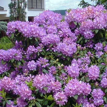 Rhododendron catawbiense 'Grandiflorum' 