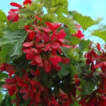 Acer tataricum 'Garann' PP15023