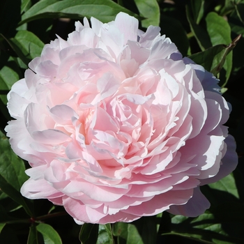 Paeonia lactiflora 'Myrtle Gentry' 