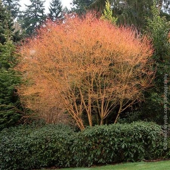Acer palmatum 'Bihou' 