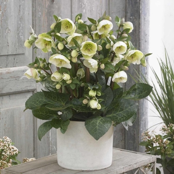 Helleborus 'Moondance™' PPAF