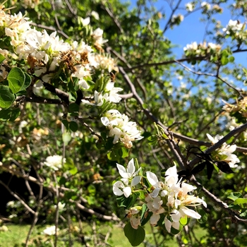 Bauhinia lunarioides