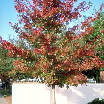 Quercus falcata x shumardii 'QXMTF' 