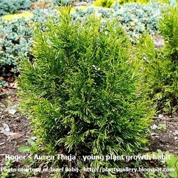 Thuja occidentalis 'Douglasii Aurea' 