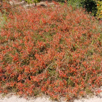 Lobelia laxiflora