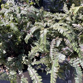Adiantum hispidulum