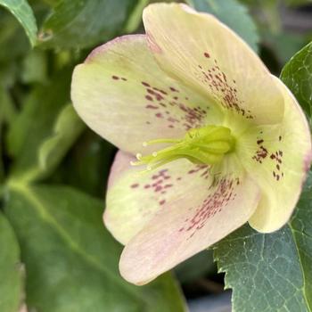 Helleborus orientalis