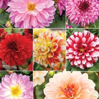 Dahlia 'Lavender' 