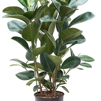Ficus elastica
