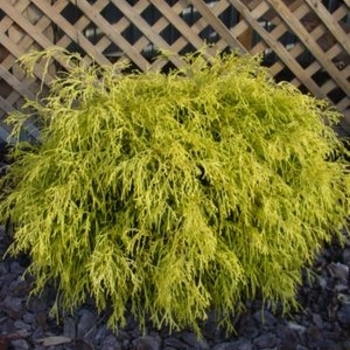 Chamaecyparis pisifera 'Bright Gold' 