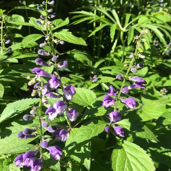 Scutellaria 'Appalachian Blues'