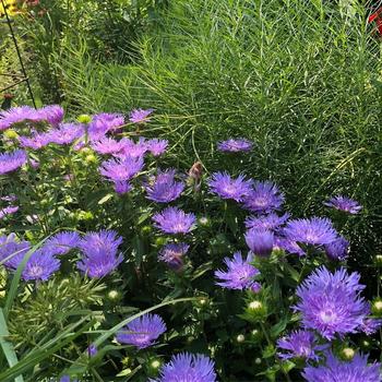 Stokesia laevis 'Mel's Blue'