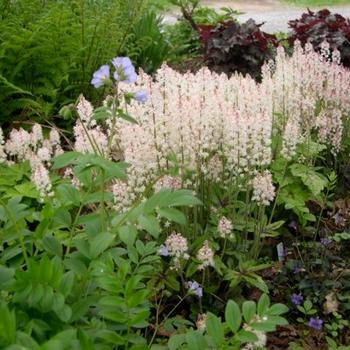 Tiarella cordifolia 'Lehigh' 