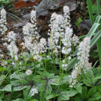 Tiarella cordifolia River™ 'Octoraro'