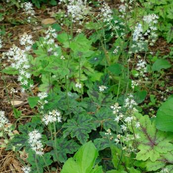 Tiarella cordifolia 'Susquehanna' 