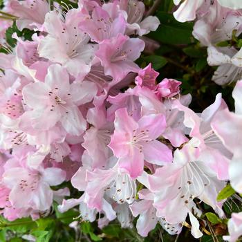 Rhododendron yedoense var. poukhanense 'Frost' 