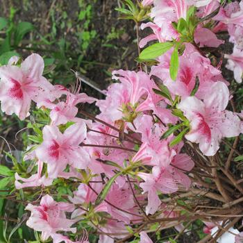 Rhododendron yedoense var. poukhanense 'Orchid' 