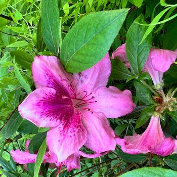 Rhododendron yedoense var. poukhanense Chalet® 'Plum'