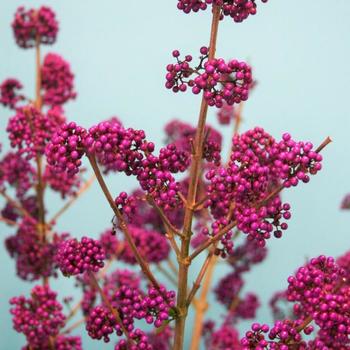 Callicarpa bodinieri Plump & Plentiful™ Amethyst