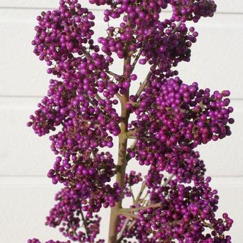 Callicarpa bodinieri Plump & Plentiful™ Giant Purple