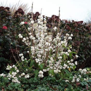 Callicarpa bodinieri Plump & Plentiful™ Snow Star