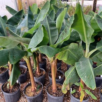 Musa acuminata 'Dwarf Cavendish' 