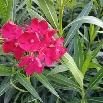 Nerium oleander 'Dwarf Red' 