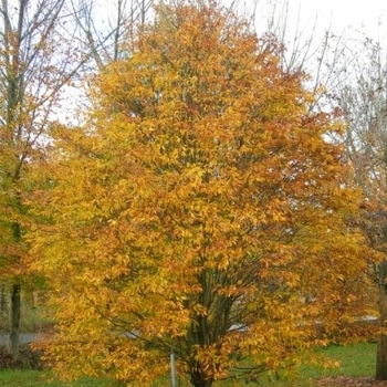 Fagus sylvatica 'Asplenifolia' 