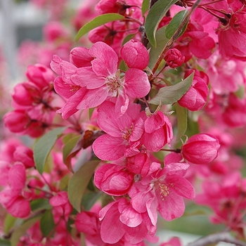 Malus 'Radiant' 