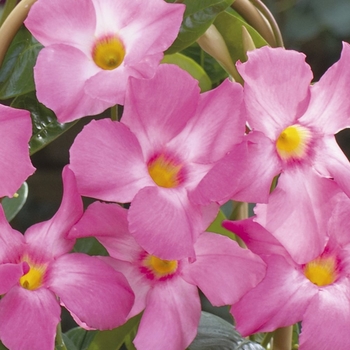 Mandevilla 