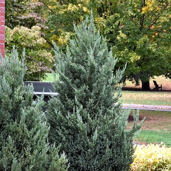 Juniperus scopulorum 'Blue Haven' 