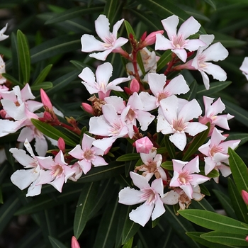 Nerium oleander 'Dwarf Pink Ice' 