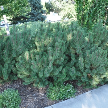 Pinus mugo 'Slowmound' 