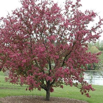 Malus 'Purple Prince' 