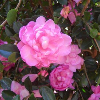 Camellia sasanqua 'Susy Dirr' 