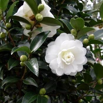 Camellia sasanqua October Magic® 'Bride'