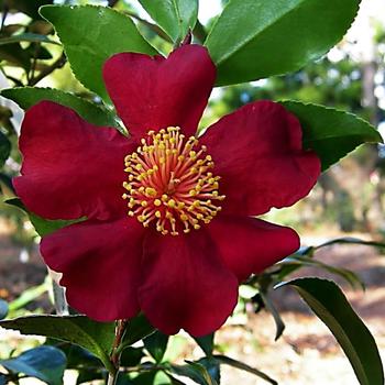 Camellia sasanqua October Magic® 'Crimson N' Clover'